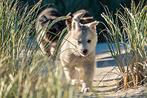 Sheba puppies on beach