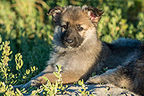 Sheba puppies on beach