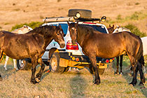 horses around land cruiser