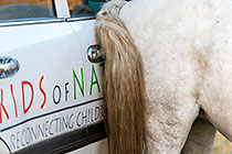 horse scratching bum on land cruiser