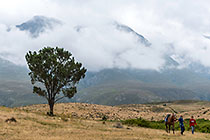 Enya & James with Buttie horse | tree & mountains with clouds