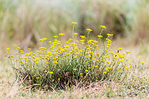 yellow flowers & grass