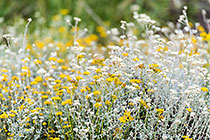 Asters