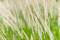 grass