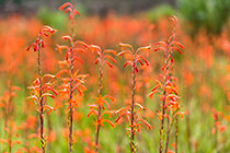 red flowers