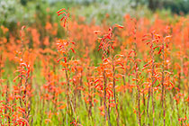 Watsonia