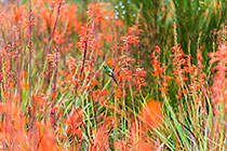 red flowers