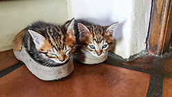 kittens in crocs