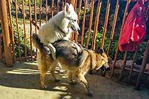 Sheba & Max dogs mating