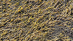 Algae Beads