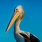 Pelican