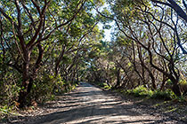 road through forest