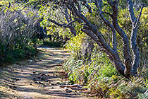 path through forest