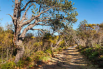 path through forest