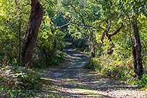 Forest Track