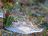 spiderweb on grass