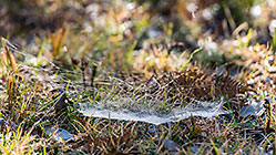 spiderweb on grass
