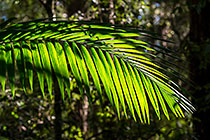 palm leaf