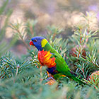 parrot birds