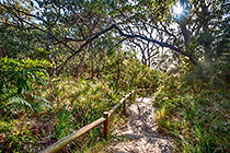sun through forest & pathway to beach