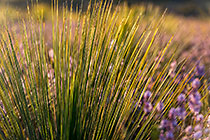straight grass in purple flowers