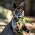 Wallaby