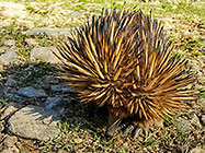 Echidna