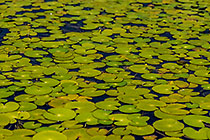 water lily leaves & flowers | Nymphoides indica