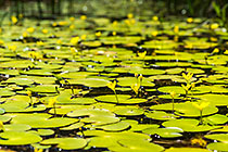 water lily leaves & flowers | Nymphoides indica