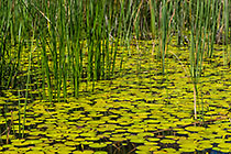 water lily leaves & flowers | Nymphoides indica