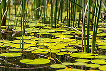 water lily leaves & flowers | Nymphoides indica