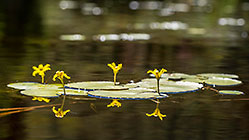 water lily leaves & flowers | Nymphoides indica