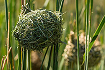 weaver bird nests in reeds along dam