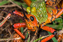 Grasshopper