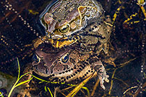 Frogs