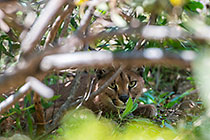 Caracal