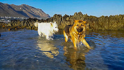 Sheba & Jaeger