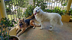 Sheba & Jaeger