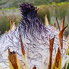 protea flowers | fynbos