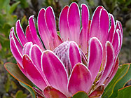 Protea