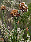 flowers | fynbos