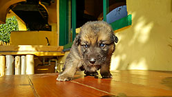 Sheba puppies