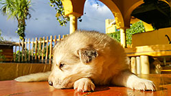 Sheba puppies