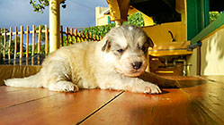 Sheba puppies