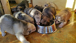 Sheba puppies | first feed