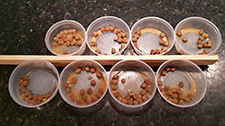 Sheba puppies | feeding system