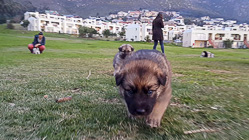 Sheba puppies