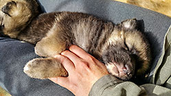 Sheba puppies
