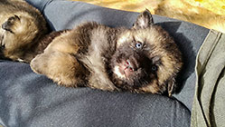 Sheba puppies