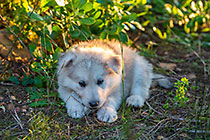 Sheba puppies